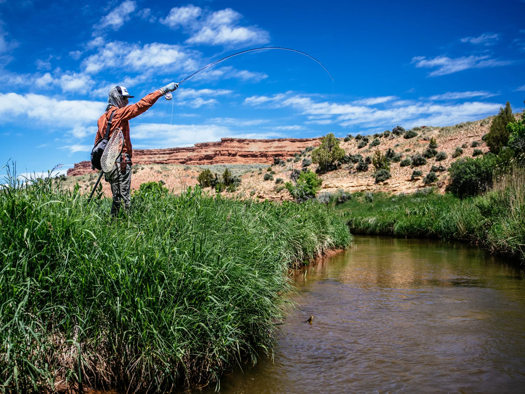Thomas & Thomas Lotic