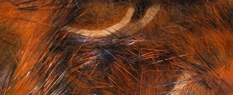 Micro Pulsator Strips