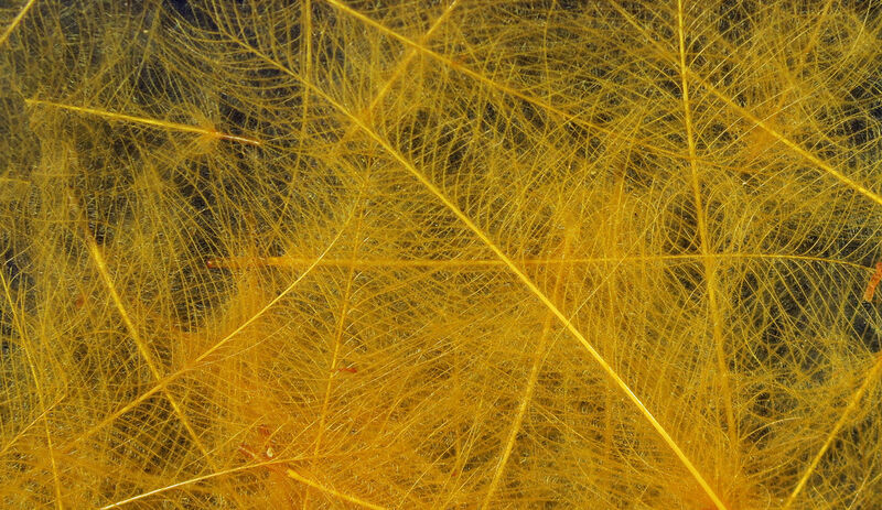 Hareline Cul De Canard