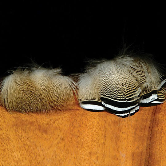 Wood Duck Feathers
