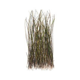 Wapsi Peacock Herl Strung Natural