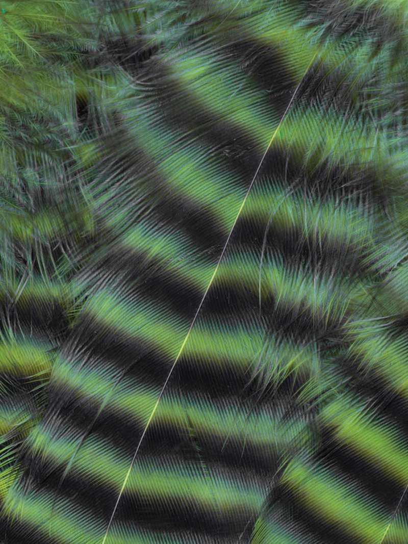 Metz Hackle Predator Pack