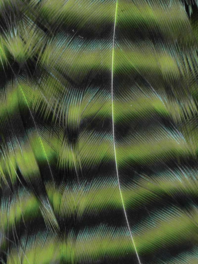 Metz Hackle Predator Pack