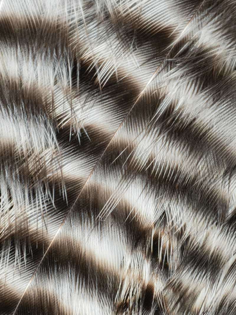 Metz Hackle Predator Pack