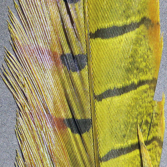 Hareline Ringneck Pheasant Tail Feathers