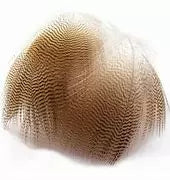 Wood Duck Feathers