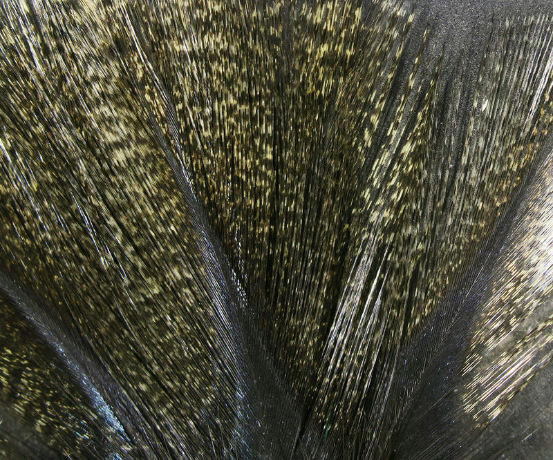 Hareline Coq De Leon