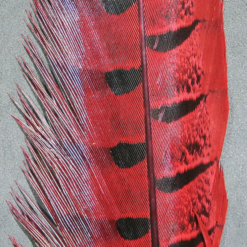 Hareline Ringneck Pheasant Tail Feathers