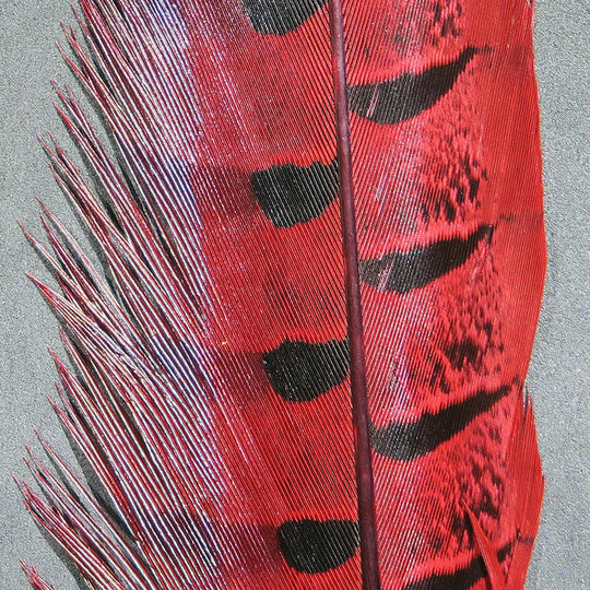 Hareline Ringneck Pheasant Tail Feathers