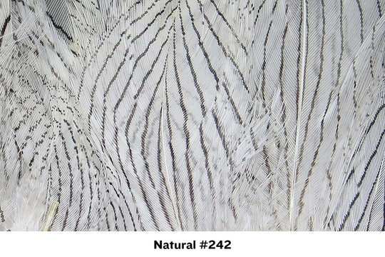 Silver Pheasant Body