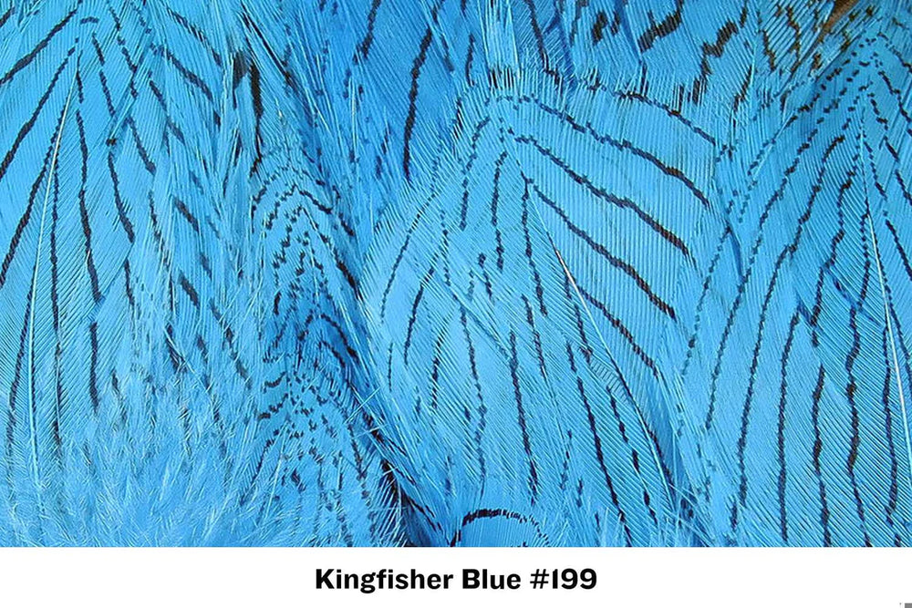 Silver Pheasant Body